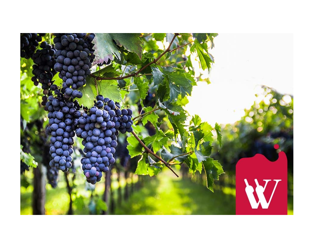 Cabernet Sauvignon – pozwól się wtajemniczyć